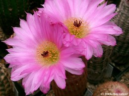 Echinocereus rigidissimus v. rubispinus